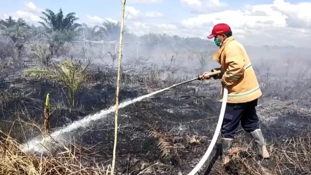 Karhutla di 2 Desa, BPBD Ketapang: Kebakaran Disengaja - GenPI.co KALBAR