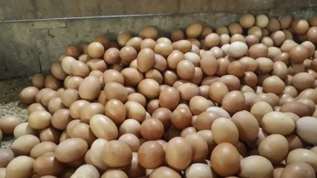 Jelang Nataru, Harga Telur Ayam Capai Rp 31 ribu per Kg - GenPI.co KALBAR