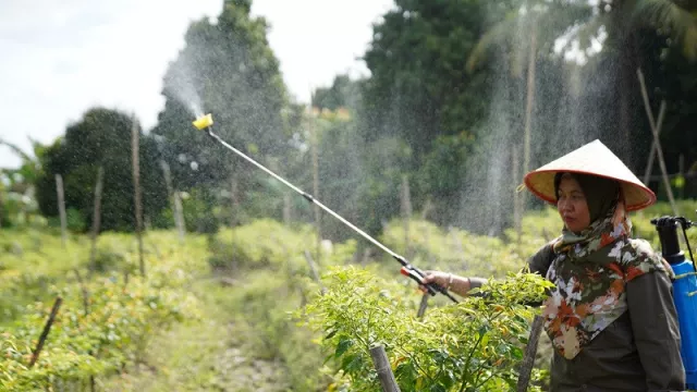 Manfaatkan Lahan Kosong, Santri Ponpes Al Murabbi Budi Daya Cabai Cakra - GenPI.co KALBAR Manfaatkan Lahan Kosong, Santri Ponpes Al Murabbi Budi Daya Cabai Cakra - GenPI.co KALBAR