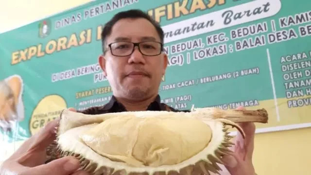 Pengembangan Durian Unggul Lokal Jadi Komitmen Dinas TPH Kalbar - GenPI.co KALBAR