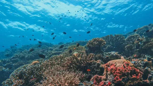 Surga Bawah Laut Pulau Maratua, Cocok Buat Healing! - GenPI.co KALTIM Surga Bawah Laut Pulau Maratua, Cocok Buat Healing! - GenPI.co KALTIM