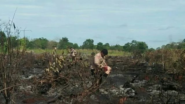 Hutan Setengah Hektare di Penajam Kebakaran, Lihat Kondisinya - GenPI.co KALTIM