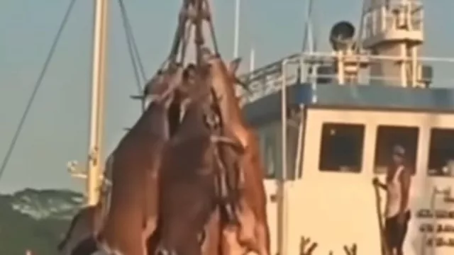 Video Viral: Leher Diikat, Sapi Digantung di Pelabuhan Samarinda - GenPI.co KALTIM