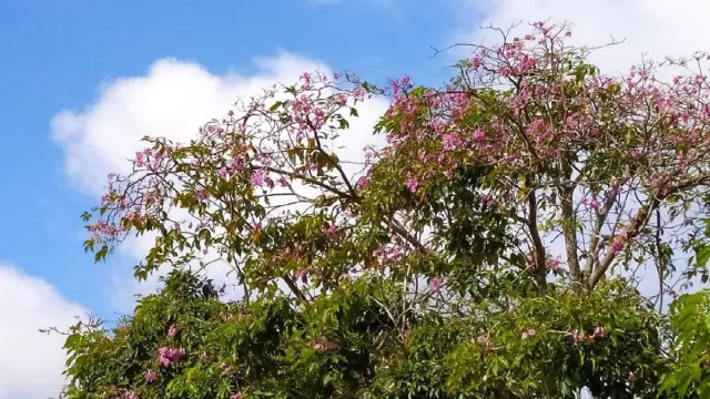 Tabebuya, Bunga Sakura di Kawasan Batamindo Mulai Bermekaran - GenPI.co KEPRI