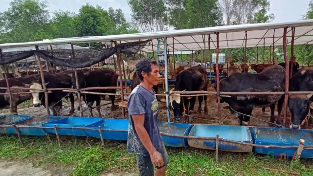 Batam Dilarang Datangkan Hewan Kurban Lagi dari Lampung - GenPI.co KEPRI