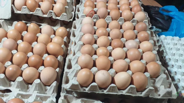 Produksi Telur Ayam di Tanjungpinang Surplus - GenPI.co KEPRI