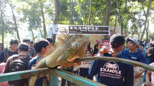 Pasar Pancingan Diserbu Reptil - GenPI.co
