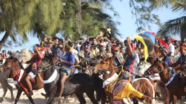 Wow, Ribuan Kuda Sandelwood Penuhi Pantai Walakiri - GenPI.co