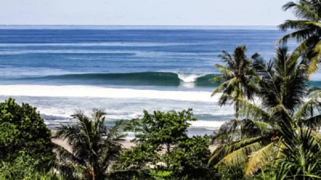 Lobster Khas Simeulue Aceh Manjakan Lidah Para Surfer Dunia - GenPI.co