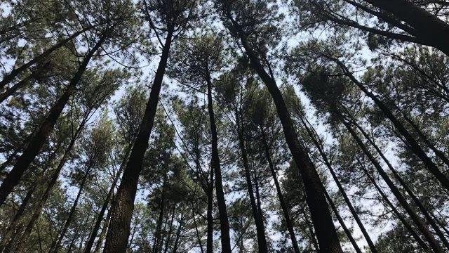 Menikmati Ketenangan di Hutan Pinus Pancar - GenPI.co