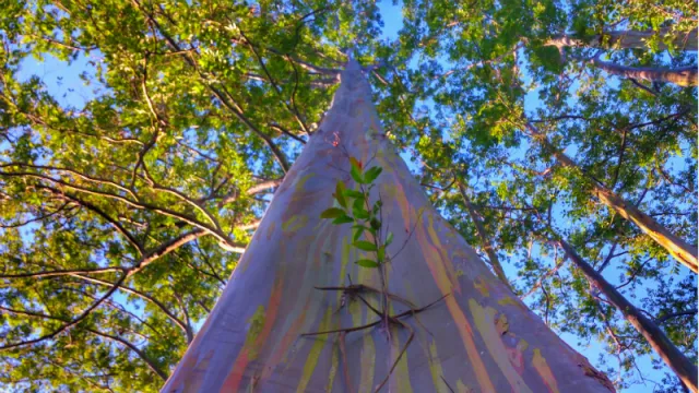 Inilah Pesona Terbaru Keindahan Pohon Pelangi di Bondowoso - GenPI.co