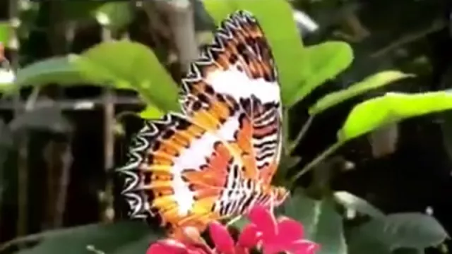 Inilah 15 Spesies Kupu-Kupu Langka di Kemenuh Butterfly Park - GenPI.co