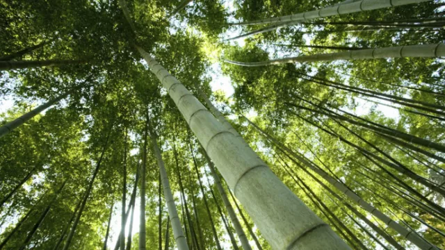 Bamboo is Wonderful, Apresiasi Para Pecinta Bambu - GenPI.co