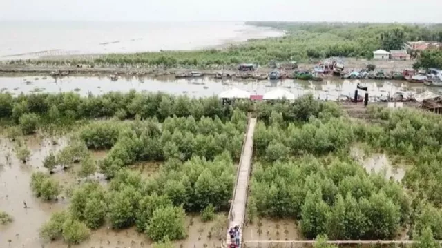Karawang Akan Bangun Ekowisata Mangrove dan Terumbu Karang - GenPI.co