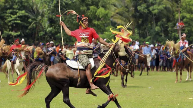 Gagahnya Kuda Sandalwood, Kuda Pacu Asli Indonesia - GenPI.co