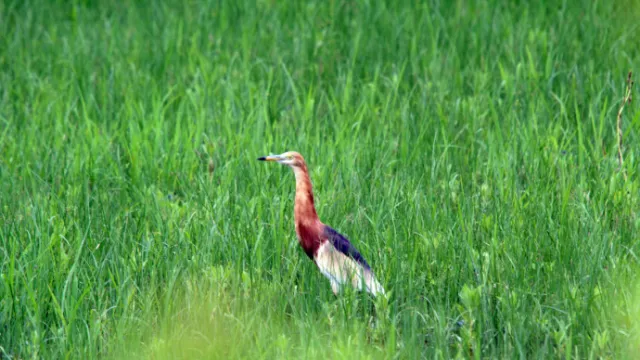 Asyiknya Birdwatching Burung Air di Danau Limboto - GenPI.co
