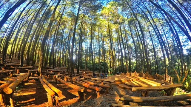 Spot Terbaik di Hutan Pinus Yogyakarta - GenPI.co