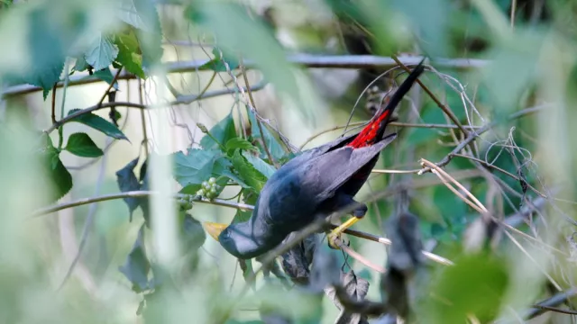 Daya Pikat Wisata Taman Nasional BNW Dengan 200 Jenis Burung - GenPI.co