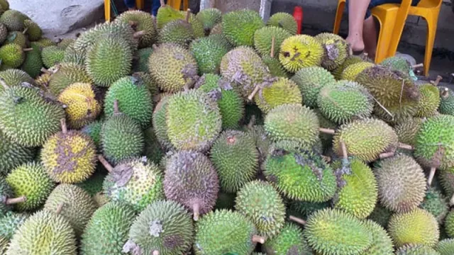 Sambut Pergantian Tahun dengan Musim Durian di Tonggolobibi - GenPI.co