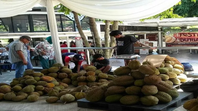 Bersiaplah, Bulan Depan Panen Raya Durian di Wonosobo - GenPI.co