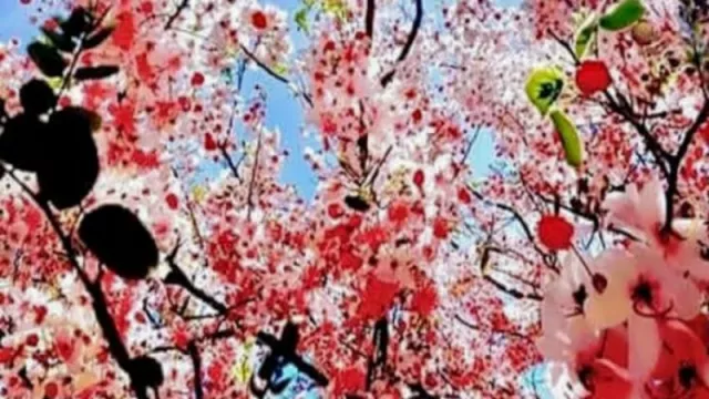 Mau Menikmati Bunga Sakura, Ke Pulau Sumba Saja - GenPI.co Mau Menikmati Bunga Sakura, Ke Pulau Sumba Saja - GenPI.co