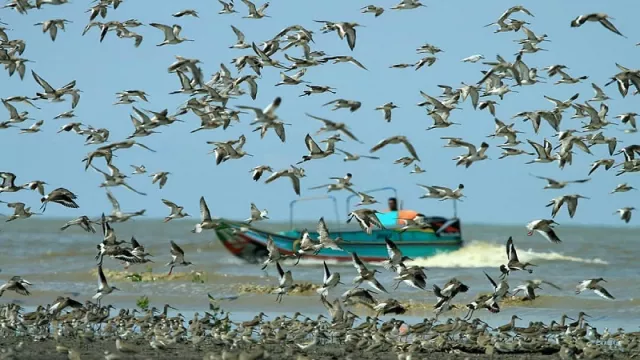 Pantai Cemara, Pantai Cantik Persinggahan Burung dari Berbagai Belahan Dunia - GenPI.co