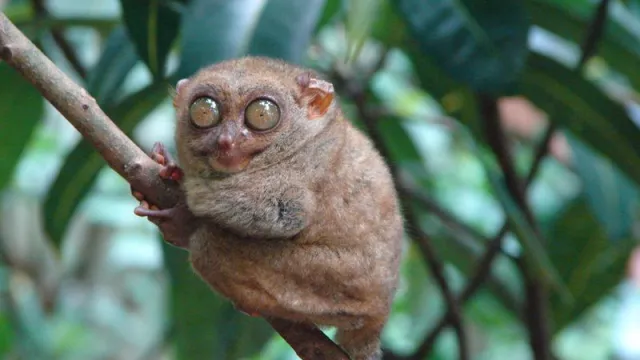 Mengenal Tarsius, Primata Kecil Yang Mampu Menarik Wisatawan Asing - GenPI.co