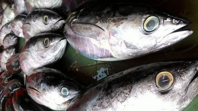 Musim Ikan Laut Tiba, Saatnya Memanjakan Lidah - GenPI.co