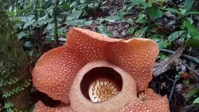 Bunga Rafflesia Mekar - GenPI.co