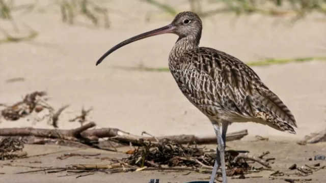 Wow, Ternyata Burung Migran ini Ada di Sembilang - GenPI.co