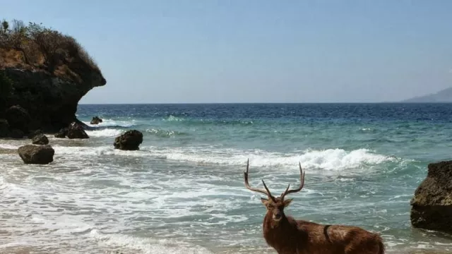 Pulau Menjangan, Dari Rusa Hingga Spot Menyelam - GenPI.co Pulau Menjangan, Dari Rusa Hingga Spot Menyelam - GenPI.co