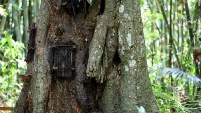 Ada Pemakaman Bayi dalam Pohon di Tana Toraja - GenPI.co