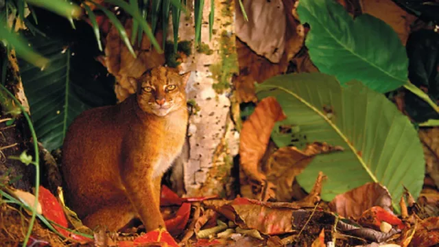 Kucing Merah Eksotik Khas Kalimantan ini Terancam Punah - GenPI.co