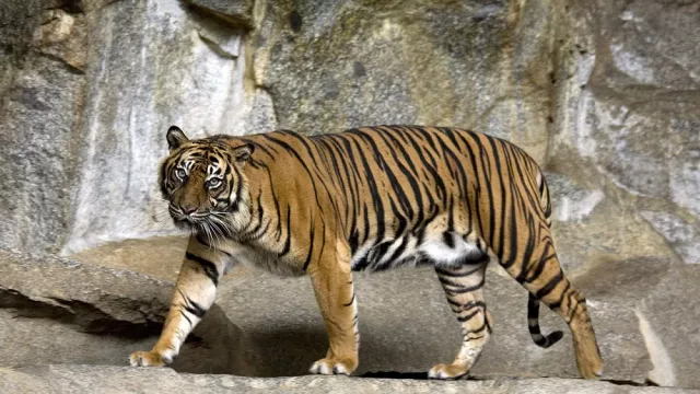 Harimau Sumatera Mendapat Anggota Baru - GenPI.co