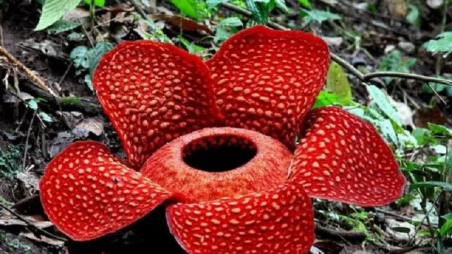Terancam Punah, Ini Fakta Menarik Tentang Bunga Rafflesia yang Perlu Kamu Tahu - GenPI.co