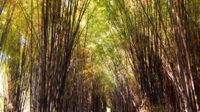 Hutan Instagramable di Tengah Kota - GenPI.co