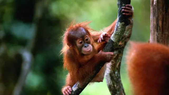Mau Coba Serunya Merawat Orangutan? Yuk, Ke Nyaru Menteng - GenPI.co