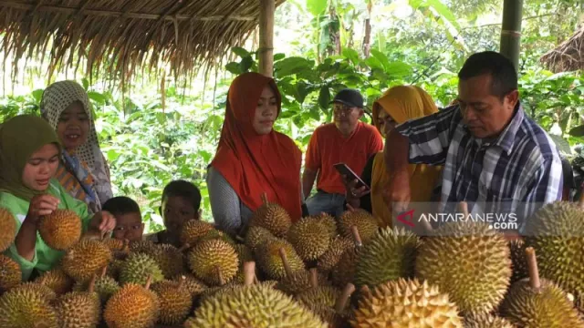 Desa Pakis Jember Jadi Destinasi Baru Wisata Durian - GenPI.co