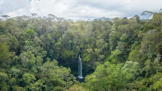 Batang Toru, Rumah Bagi Orangutan dan Belasan Spesies Lainnya - GenPI.co