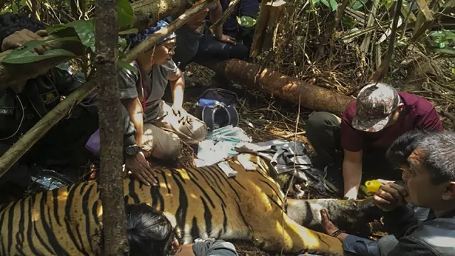 Begini Cerita Harimau Sumatra Terjerat Kawat di Kabupaten Pelalawan Riau - GenPI.co