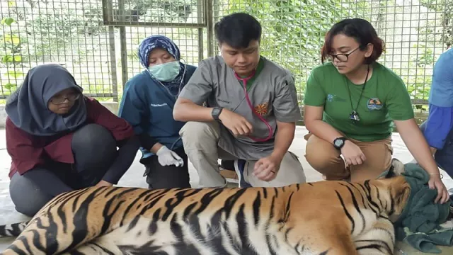 Kondisi Harimau Inung Rio Sudah Mulai Agresif - GenPI.co
