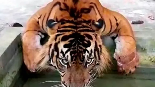 Harimau Inung Rio Rupanya Punya Tumor - GenPI.co