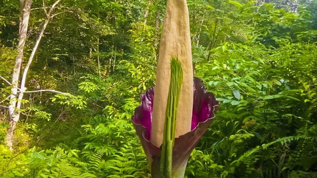 Heboh, Bunga Bangkai Ditemukan di Perkebunan Karet - GenPI.co