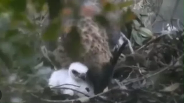 Anak Burung Elang Jawa Ditemukan di Taman Nasional Pangrango - GenPI.co