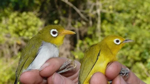 Dua Burung Cantik Endemik Wakatobi Ditemukan - GenPI.co