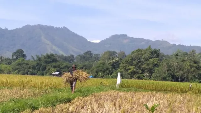 Waspada, 9 Daerah di Sumbar Menuju Musim Kemarau - GenPI.co Waspada, 9 Daerah di Sumbar Menuju Musim Kemarau - GenPI.co
