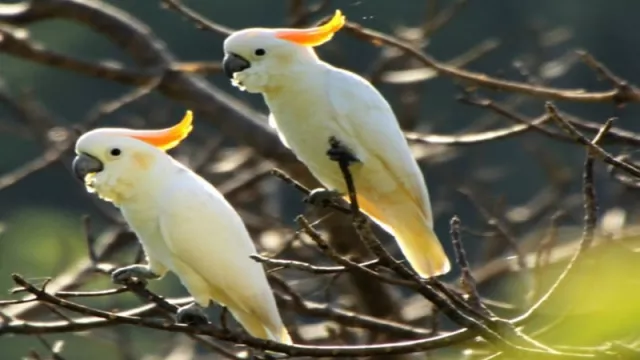Taman Nasional Matalawa, Lihat Pesona Burung Endemik di Alam - GenPI.co