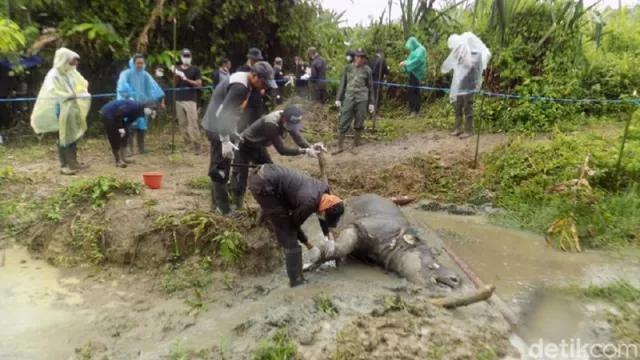 Badak Manggala Ditemukan Mati di TN Ujung Kulon - GenPI.co