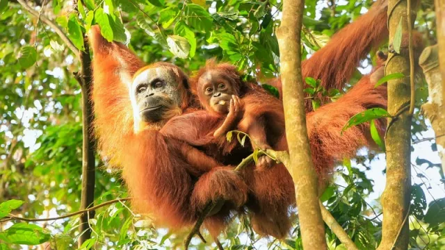 Induk Orangutan Dibunuh Agar Anaknya Bisa Dijual - GenPI.co