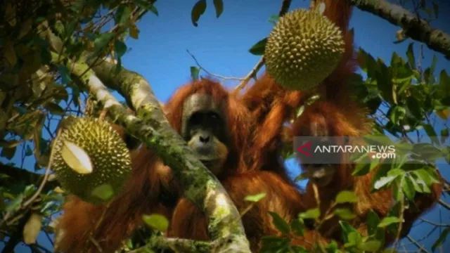 Wah, Orangutan Tapanuli Ternyata Suka Makan Durian - GenPI.co